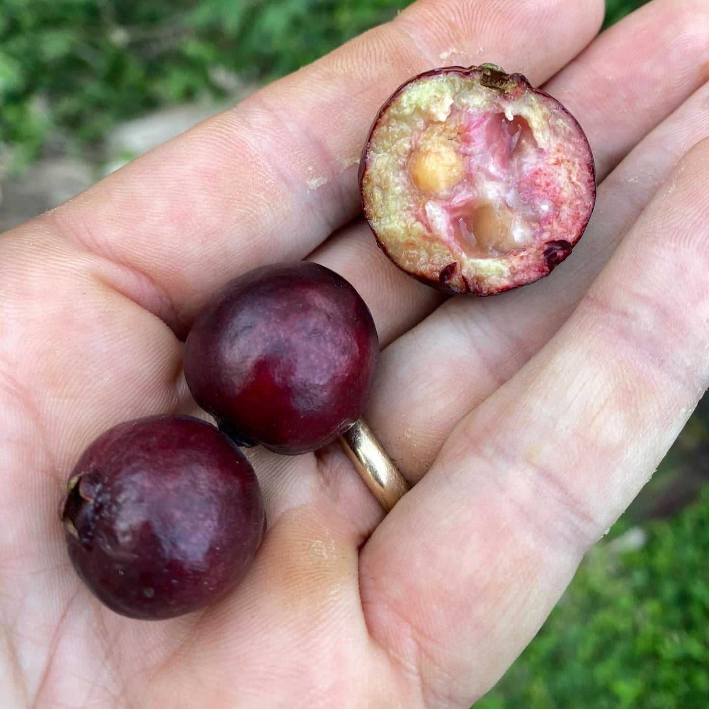 Araca-Una - Purple Forest Guava - Psidium myrtoides - Fruit Plant
