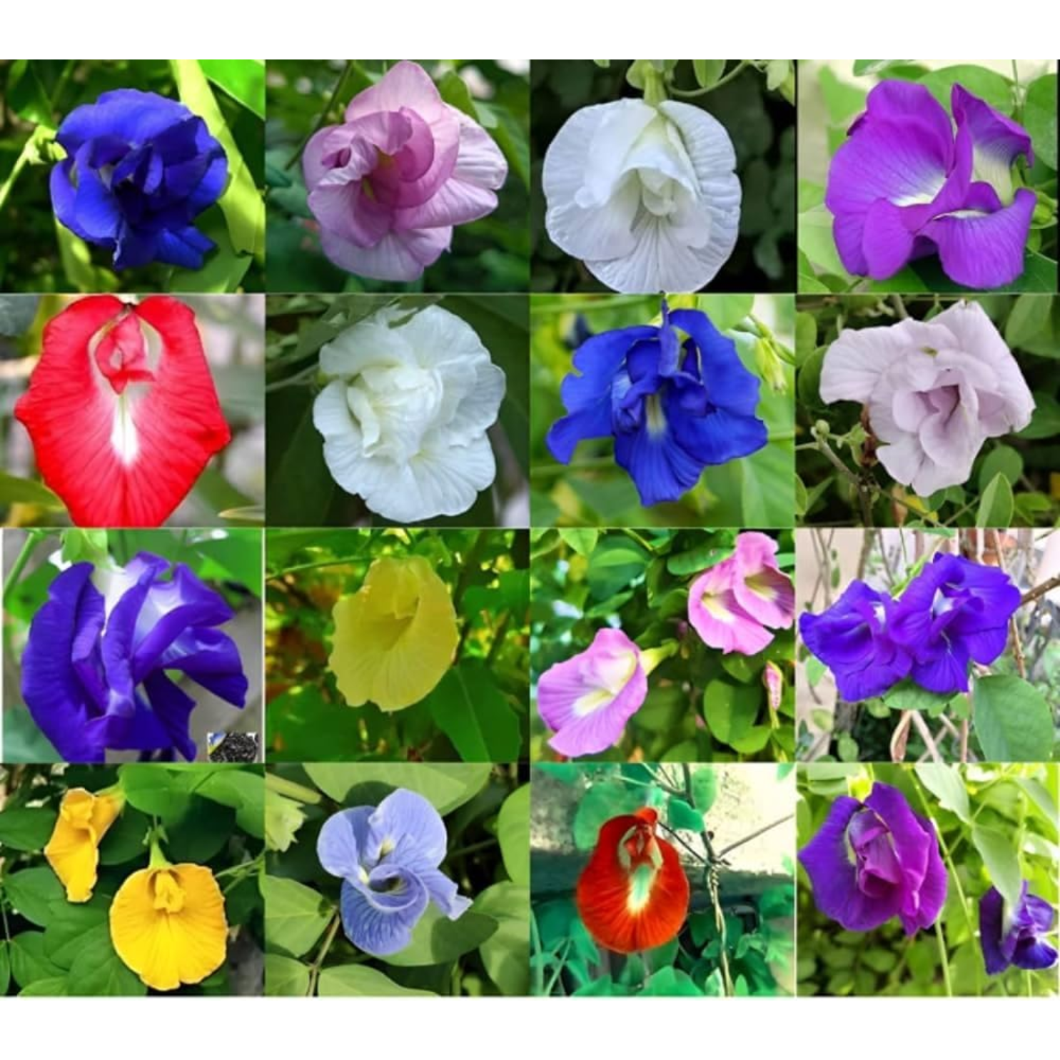 Clitoria Aparajita - Mixed - 10 Flower Seeds