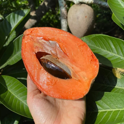 Mamey Sapote - Pouteria sapota - Exotic Fruit Plant