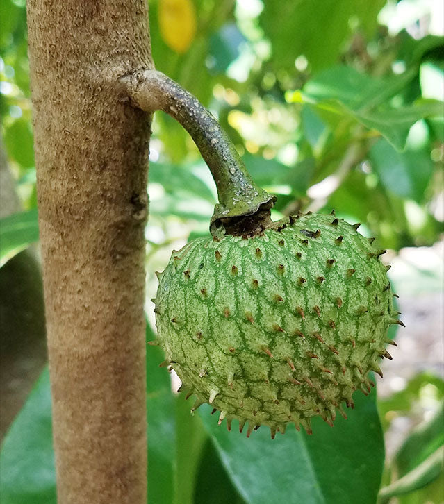 Mountain Soursop (Annona Montana) Fruit Plant