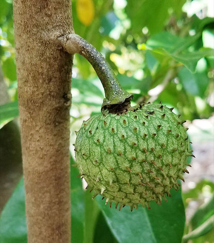 Mountain Soursop (Annona Montana) Fruit Plant