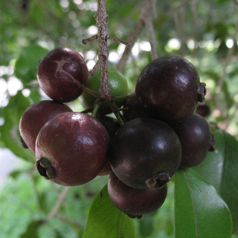 Araca-Una - Purple Forest Guava - Psidium myrtoides - Fruit Plant