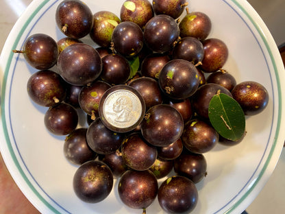 Hybrid Jaboticaba - Plinia sp. "Grimal" Fruit Plant