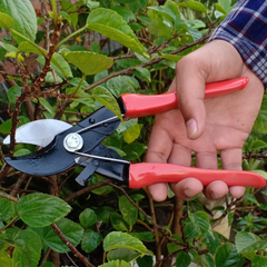 Double Cut Pruning Shears - Garden Tool
