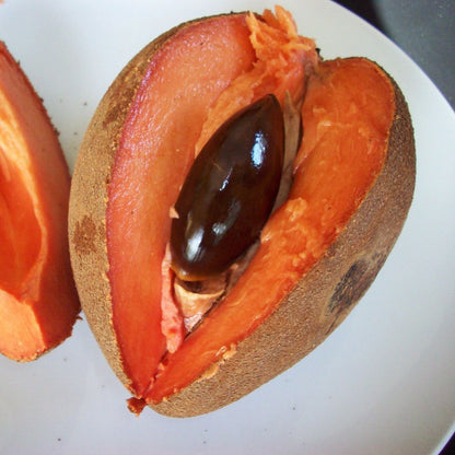 Mamey Sapote - Pouteria sapota - Exotic Fruit Plant