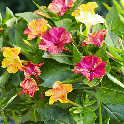 Four O' Clock - Marble Mix - 10 Flower Seeds