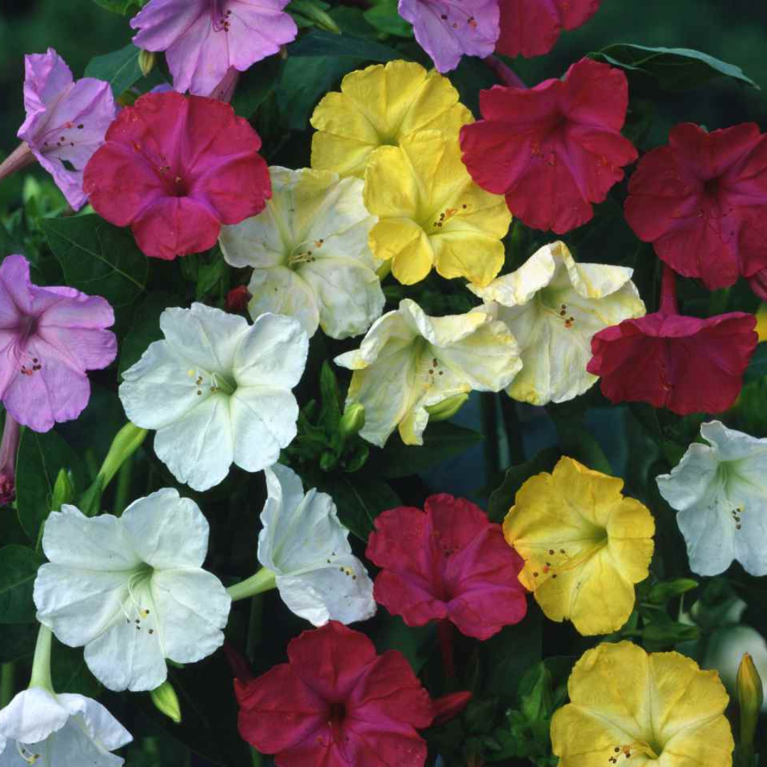 Four O' Clock - Mixed - 10 Flower Seeds