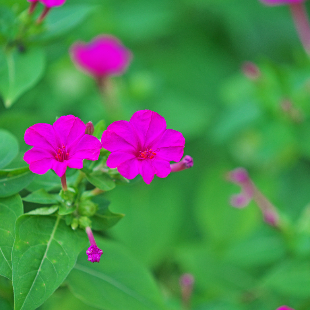 Four O' Clock Pink 10 Flower Seeds MTech Gardens