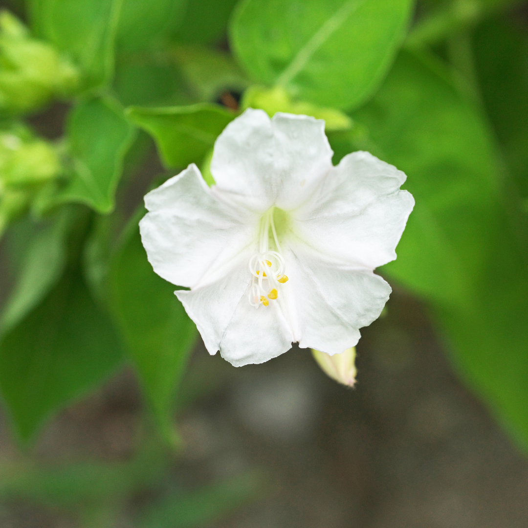 Four O' Clock - White - 10 Flower Seeds
