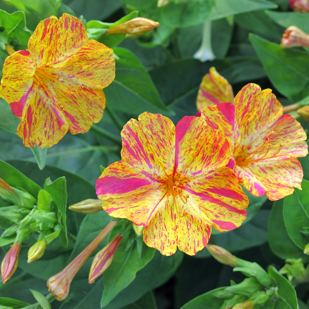 Four O' Clock - Yellow Pink - 10 Flower Seeds