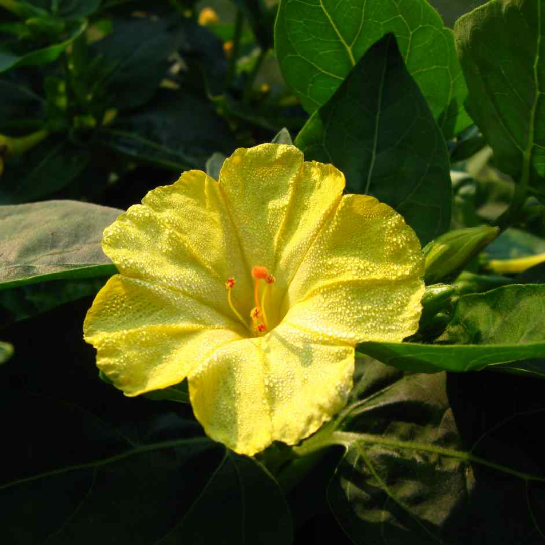 Four O' Clock - Yellow - 10 Flower Seeds