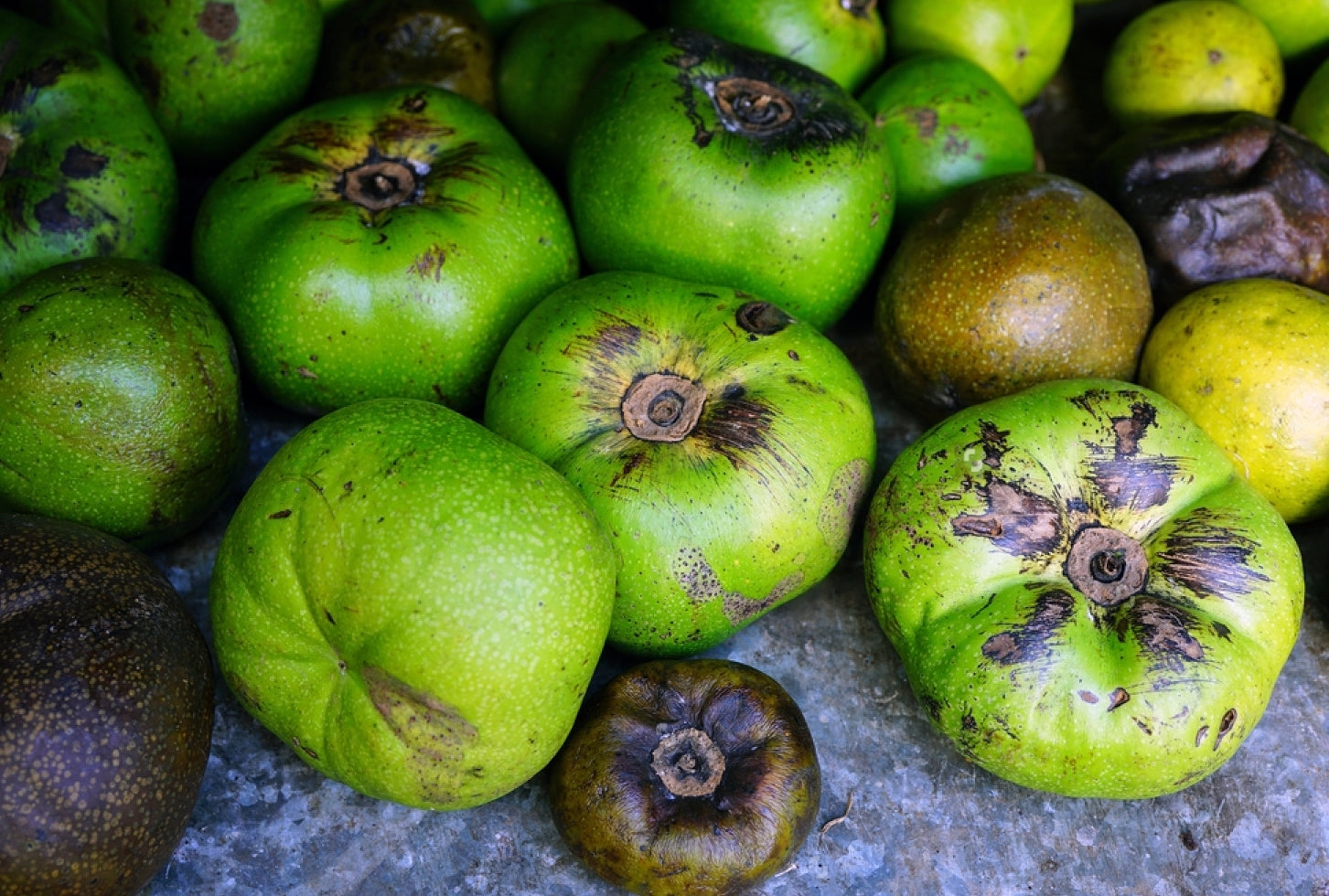 Black Sapote (Diospyros Nigra) Fruit Plant