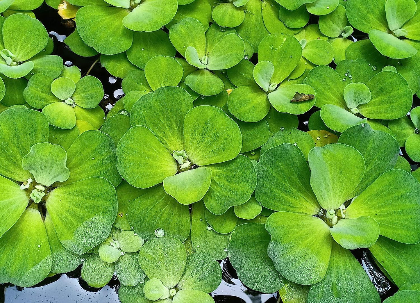 Pistia stratiotes ( Water Cabbage/Water Lettuce ) Aquatic Plant