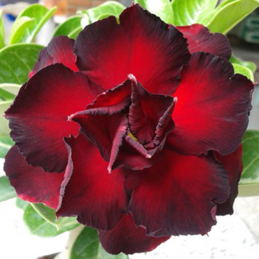 Adenium - ANGEL RED - 10 Flower Seeds