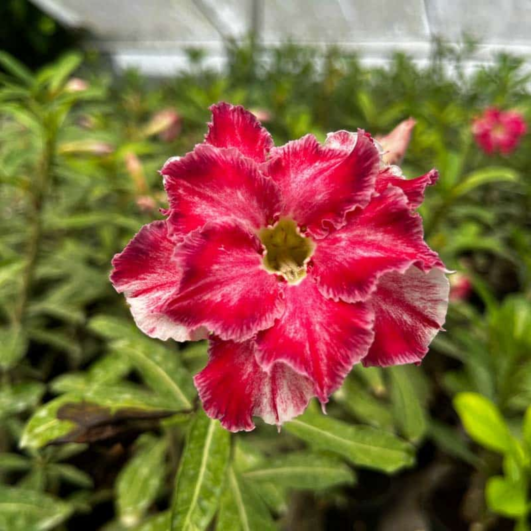 Adenium - BEAN-CHARLIE- 10 Flower Seeds