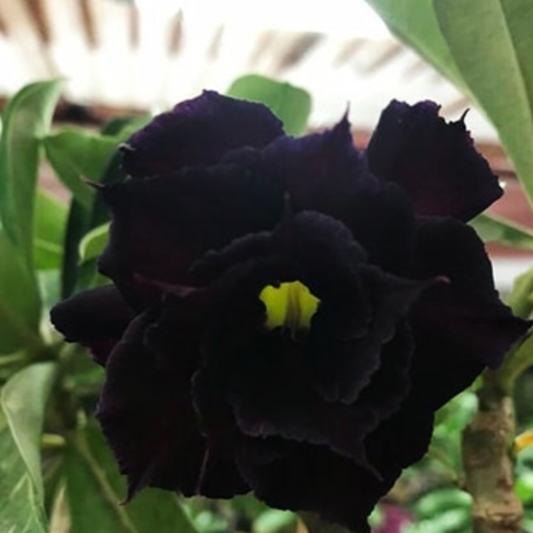 Adenium - BLACK PANTHER- 10 Flower Seeds