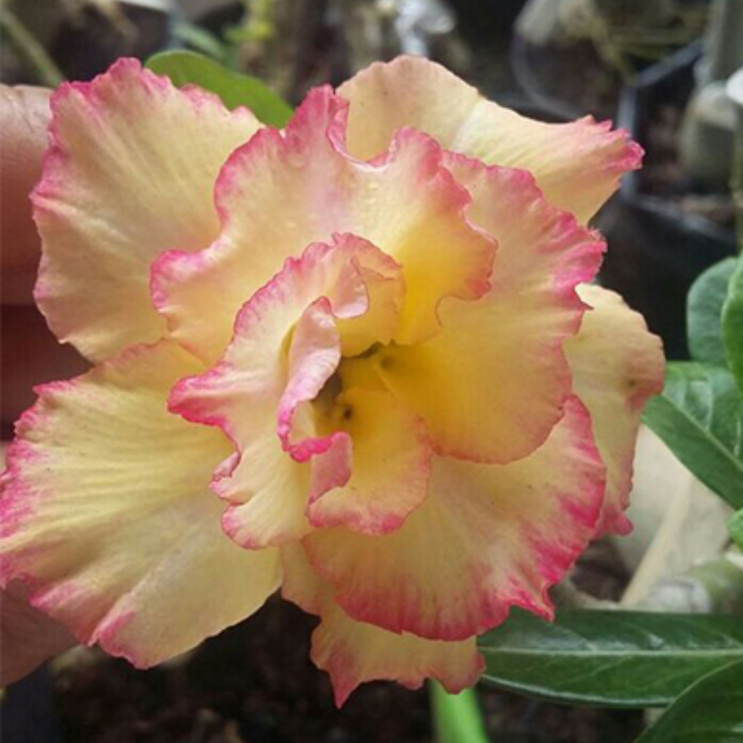 Adenium - BRIDE CODE- 10 Flower Seeds