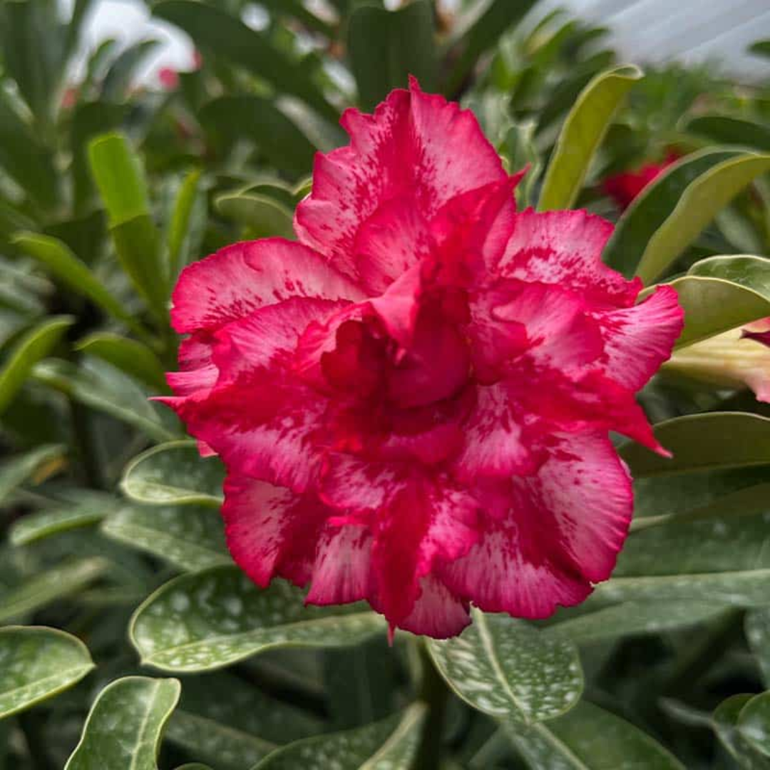 Adenium - CHRISTMAS-GIFT- 10 Flower Seeds