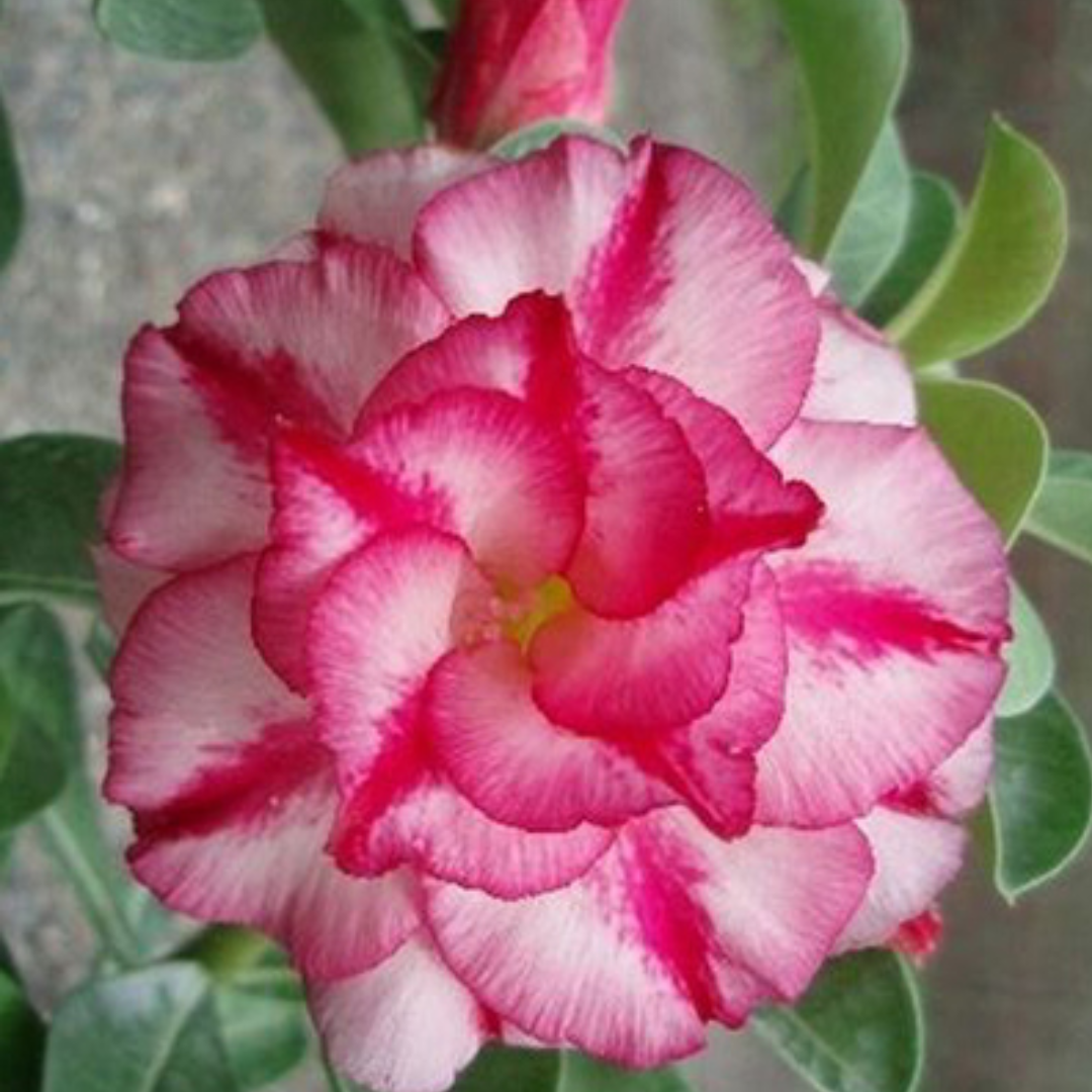 Adenium - CLASSIC- 10 Flower Seeds
