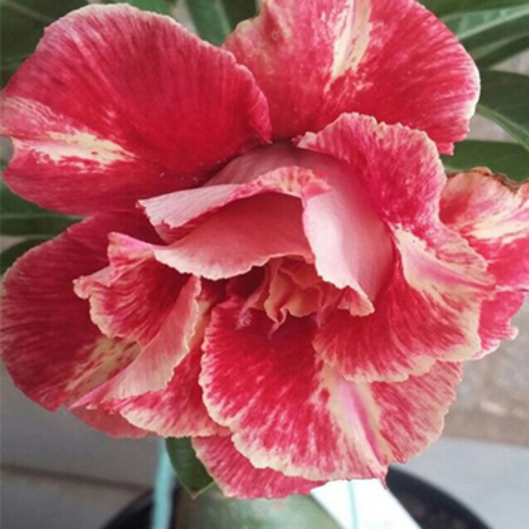 Adenium - CONFUSION- 10 Flower Seeds