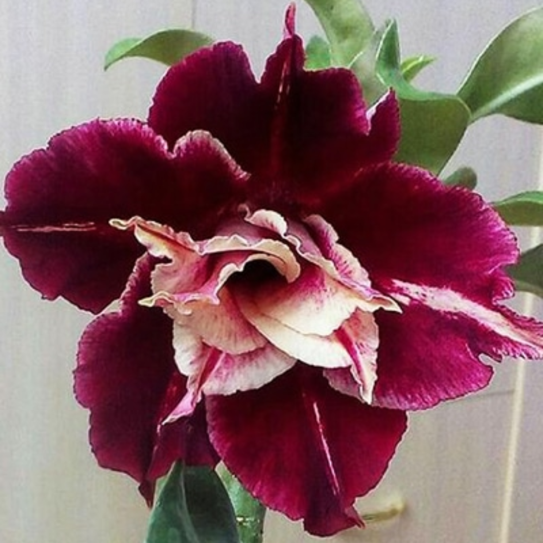 Adenium - CRIMSON GOLD- 10 Flower Seeds