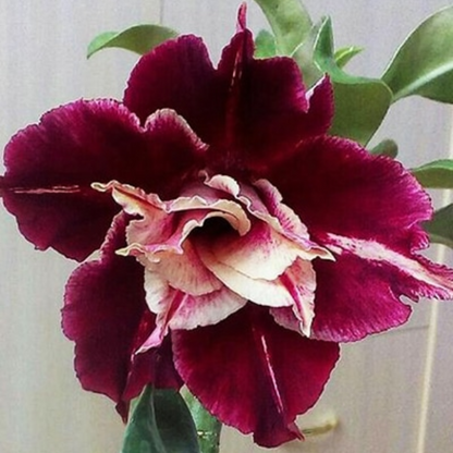 Adenium - CRIMSON GOLD- 10 Flower Seeds