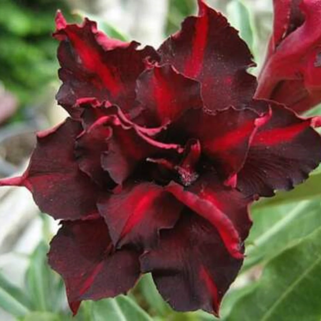 Adenium - DARK JUPITER- 10 Flower Seeds