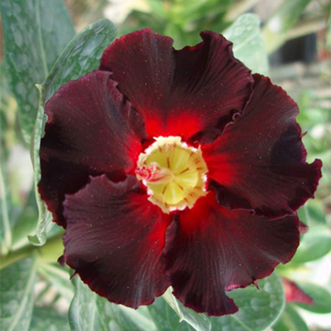 Adenium - DARK LARK- 10 Flower Seeds