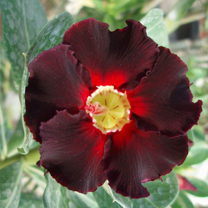 Adenium - DARK LARK- 10 Flower Seeds