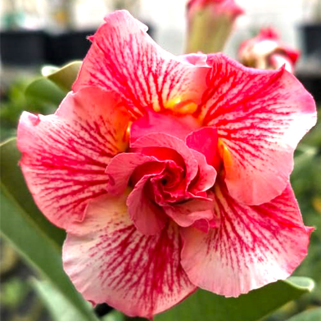 Adenium - DESERT ART- 10 Flower Seeds