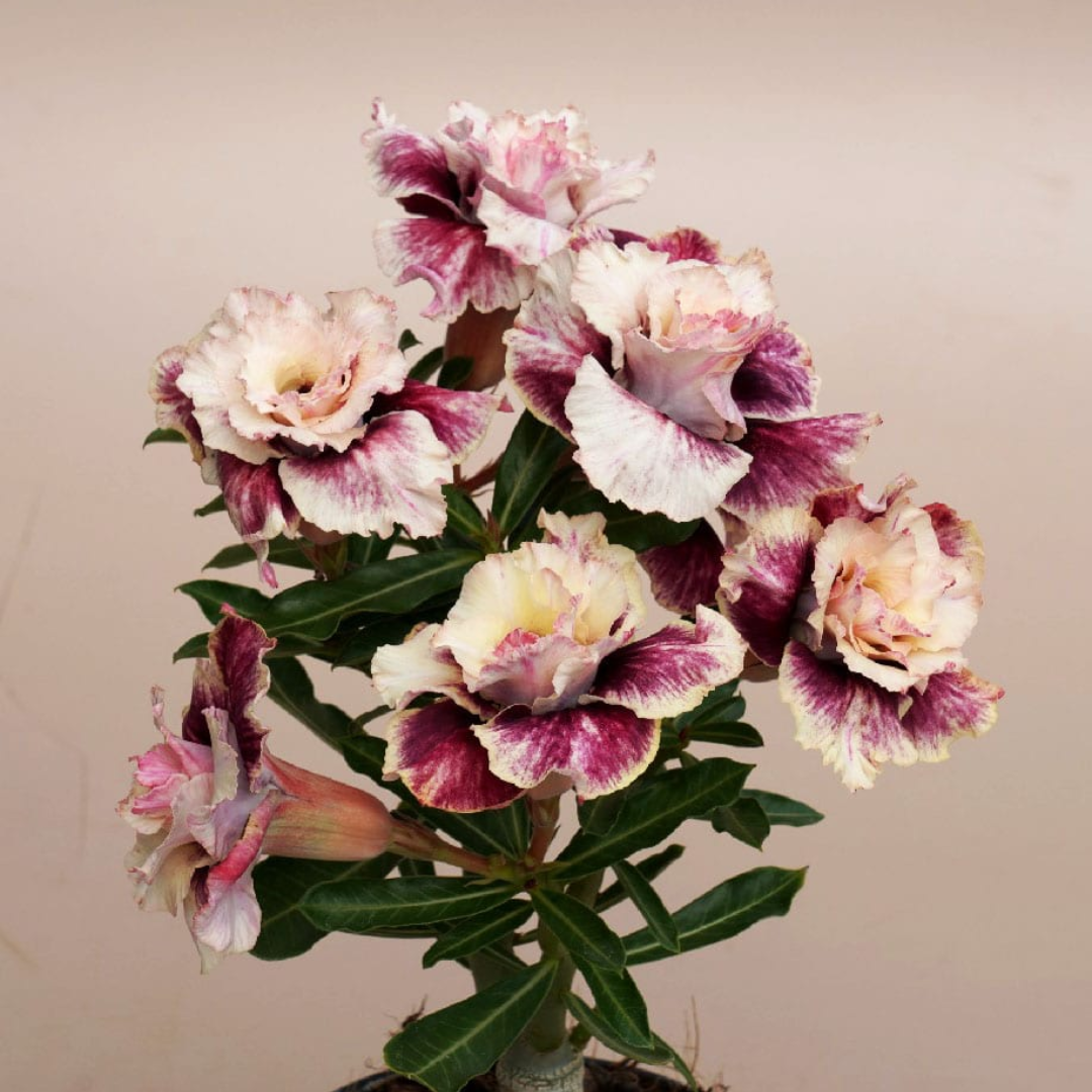 Adenium - DESERT BISCUIT- 10 Flower Seeds