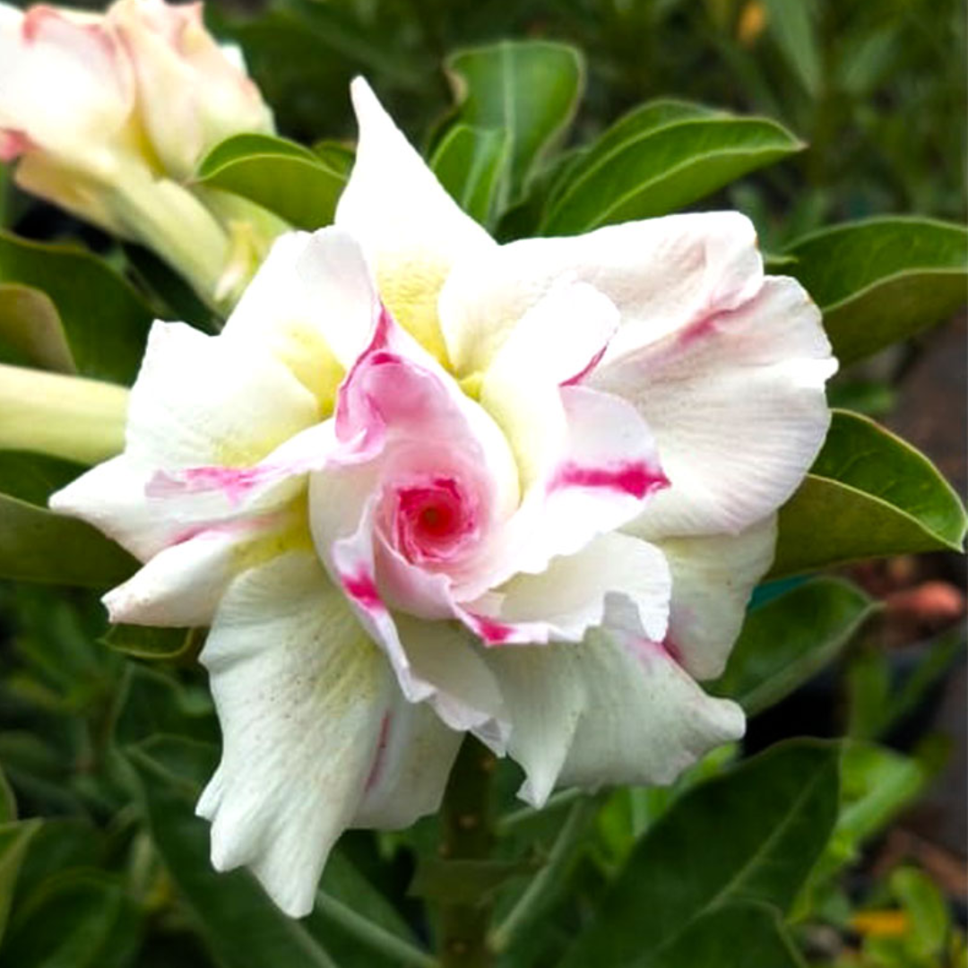 Adenium - DESERT CARDINAL- 10 Flower Seeds