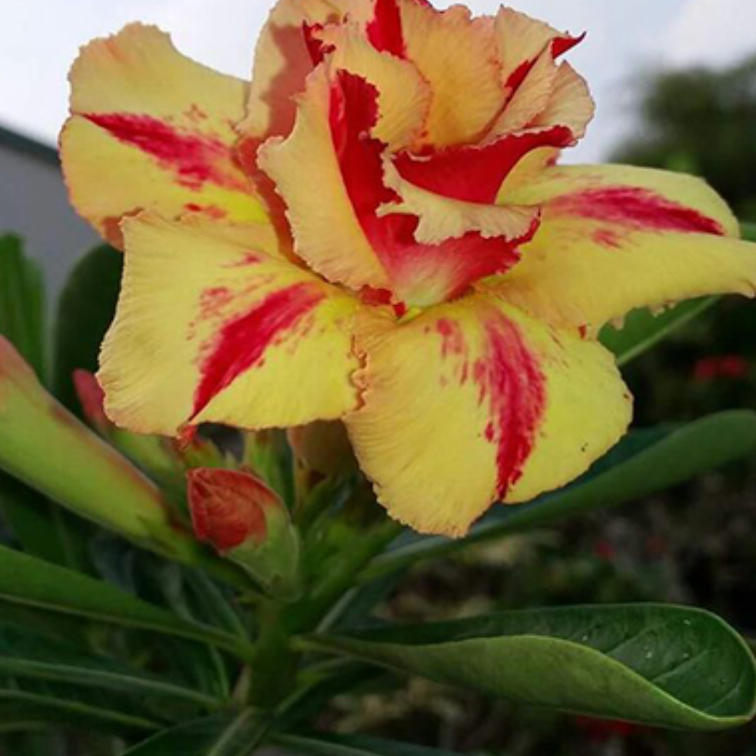 Adenium - DESERT FIRE- 10 Flower Seeds