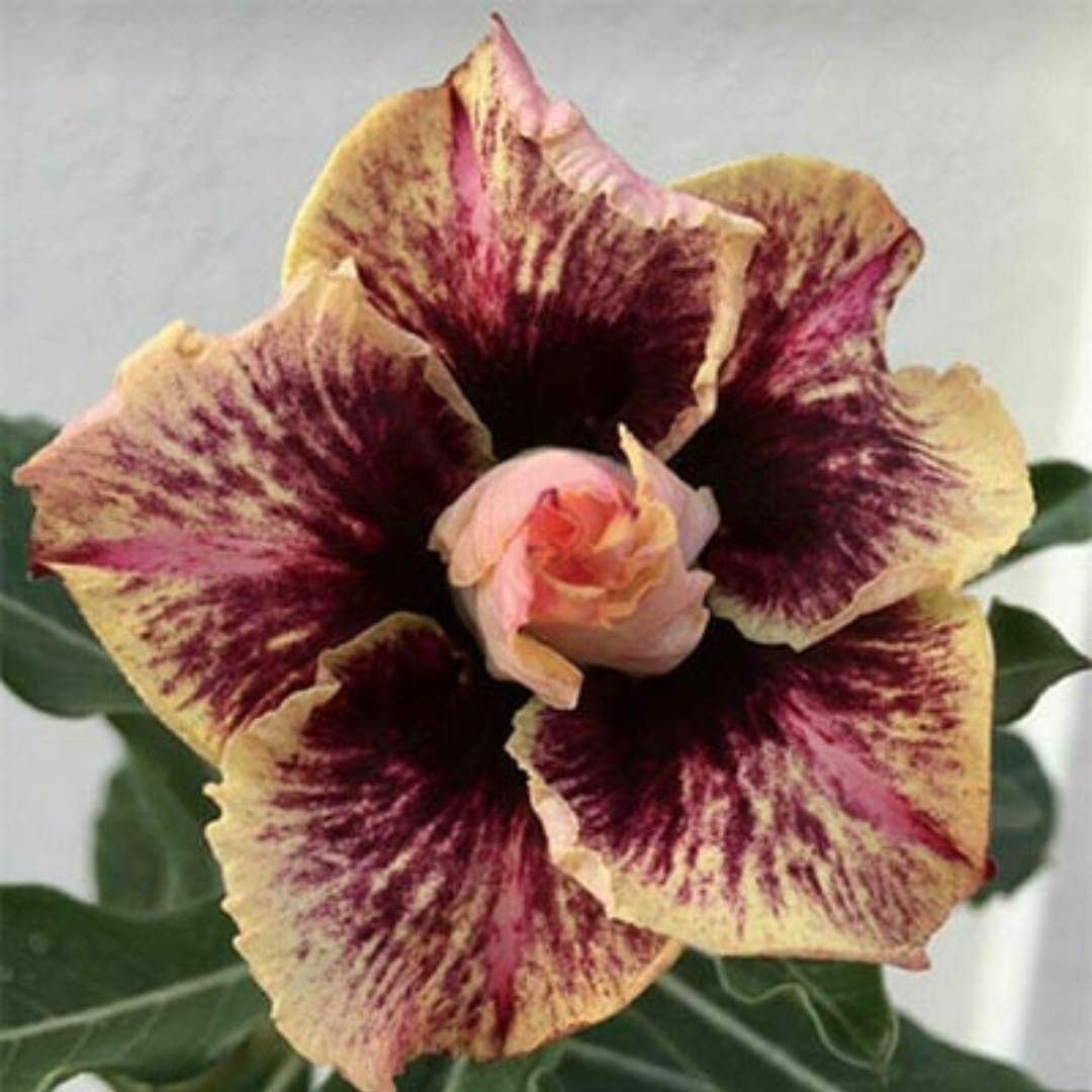 Adenium - MORNING VINE- 10 Flower Seeds