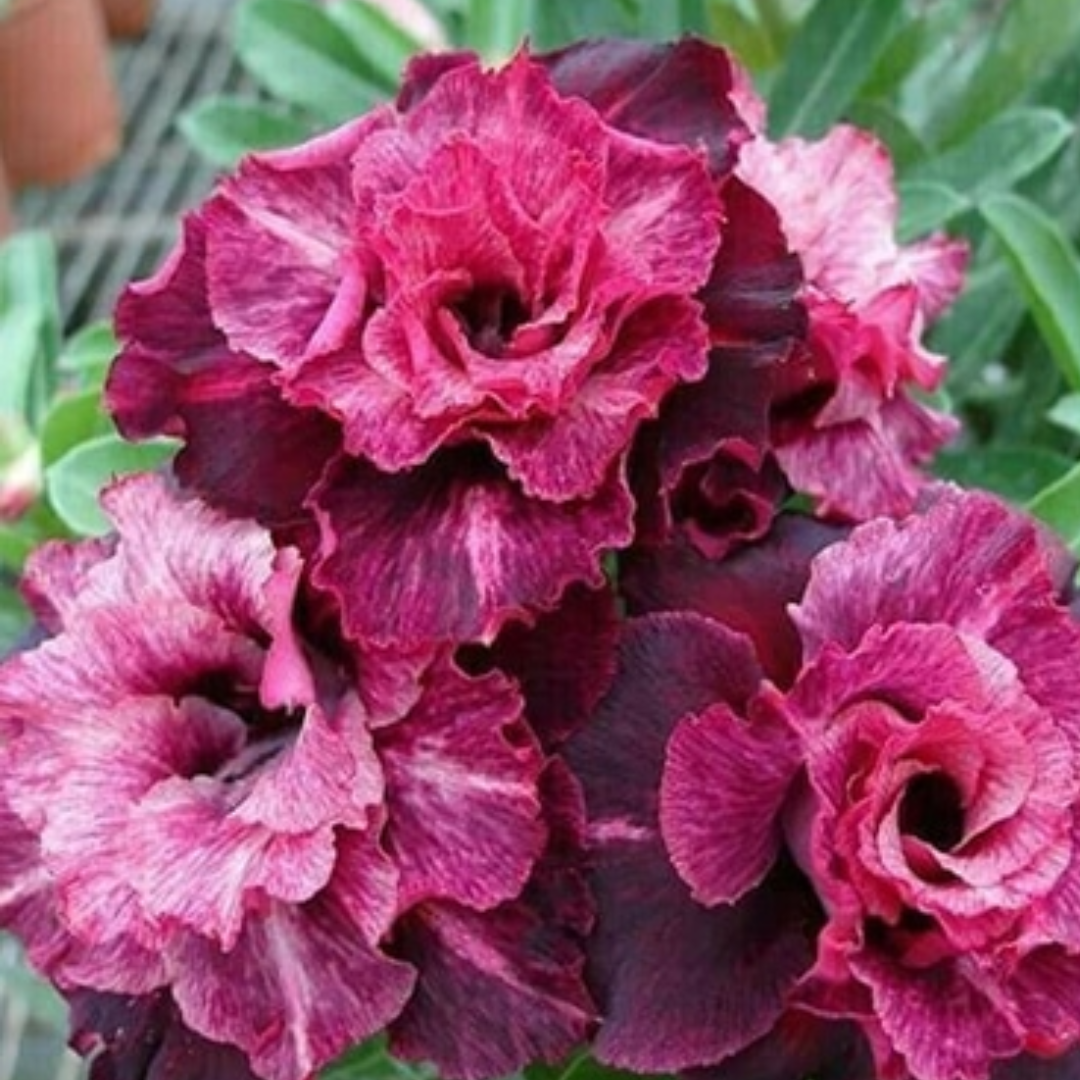 Adenium - DESERT OXALIS- 10 Flower Seeds