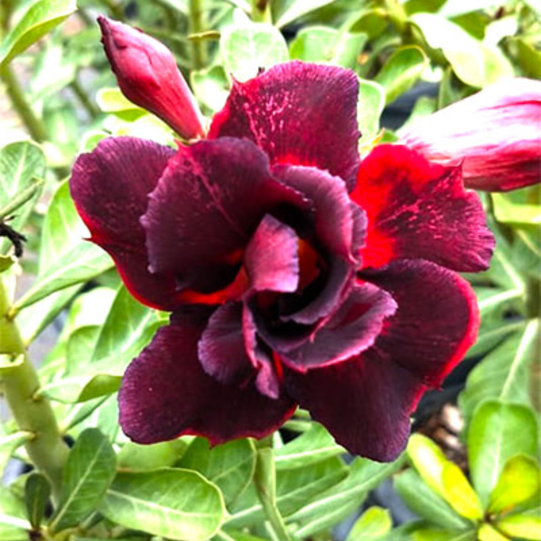 Adenium - DESERT PUFFIN- 10 Flower Seeds