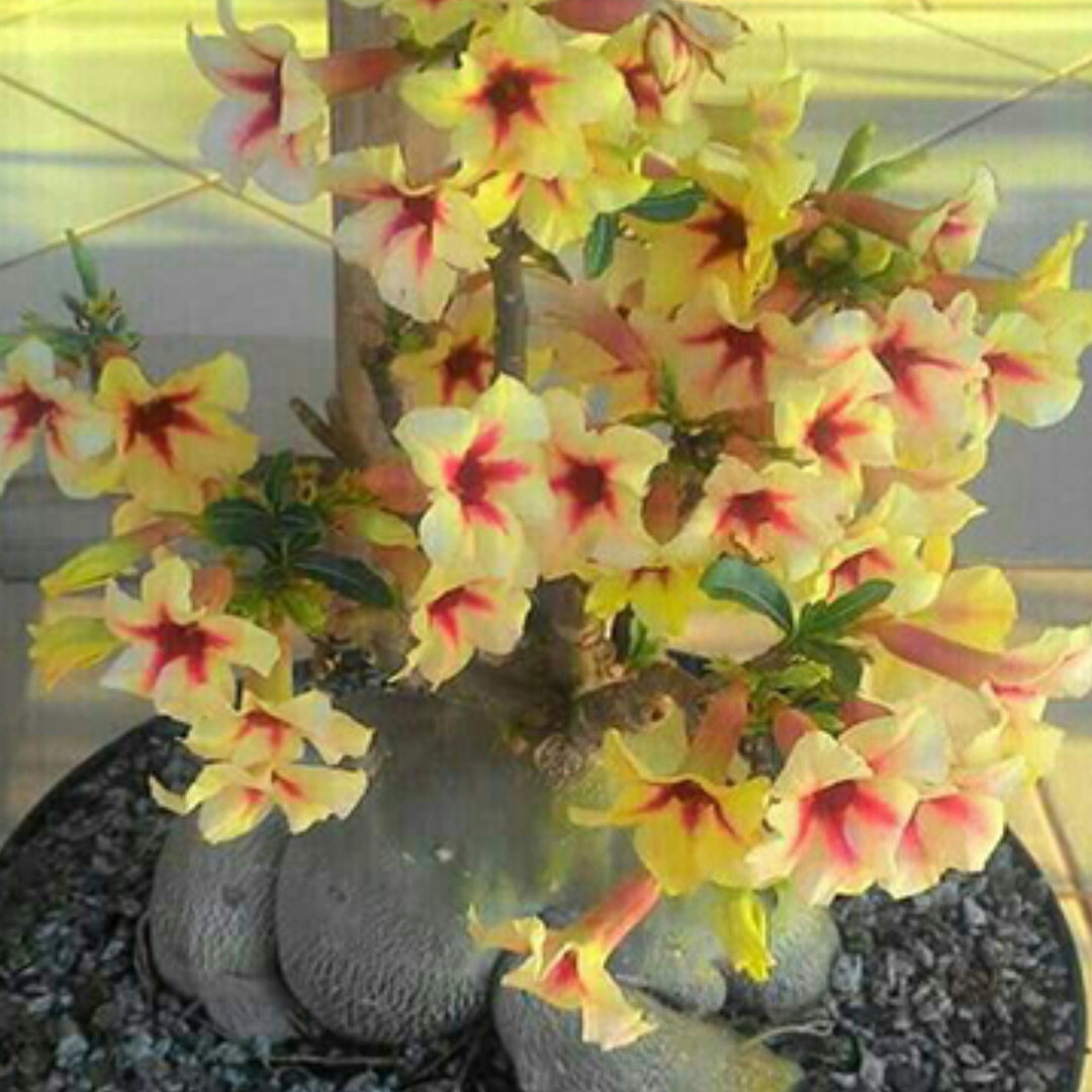 Adenium - DESERT SAND- 10 Flower Seeds