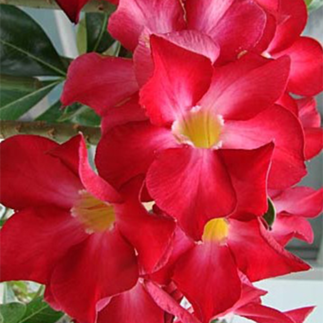 Adenium - EARTH RED- 10 Flower Seeds