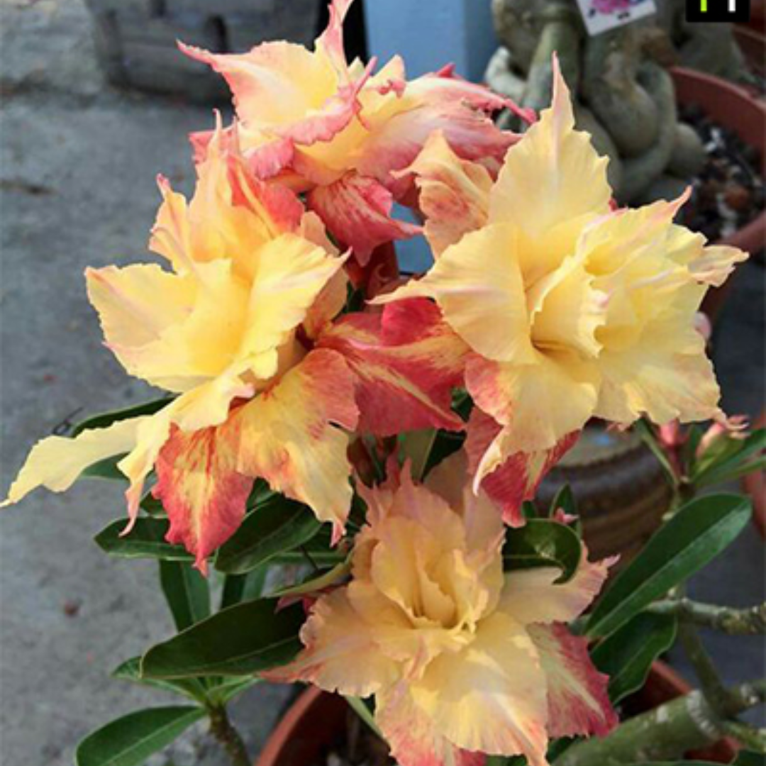 Adenium - FIRE DRAGON- 10 Flower Seeds