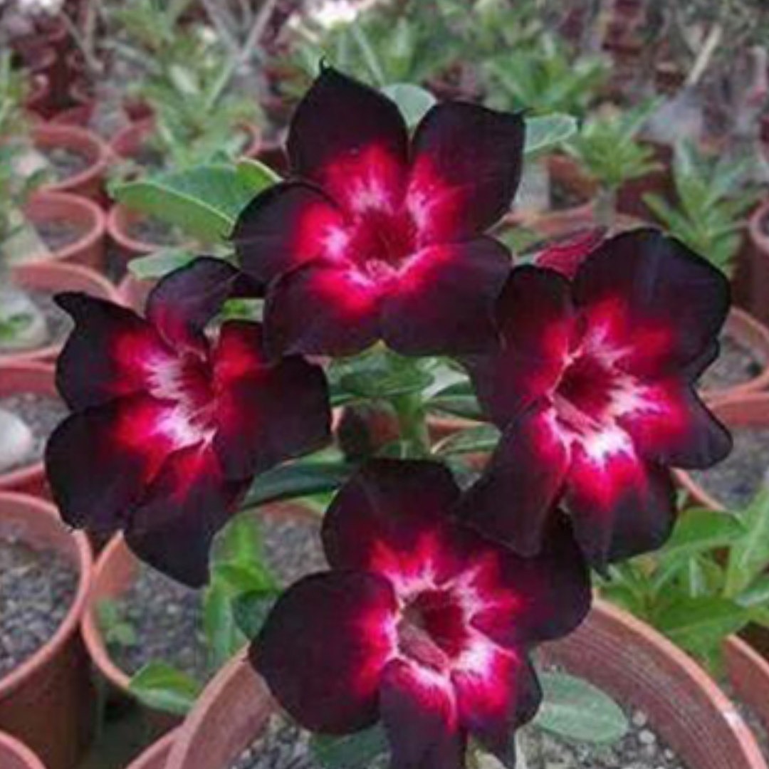 Adenium - FOR YOUR MEMORY- 10 Flower Seeds