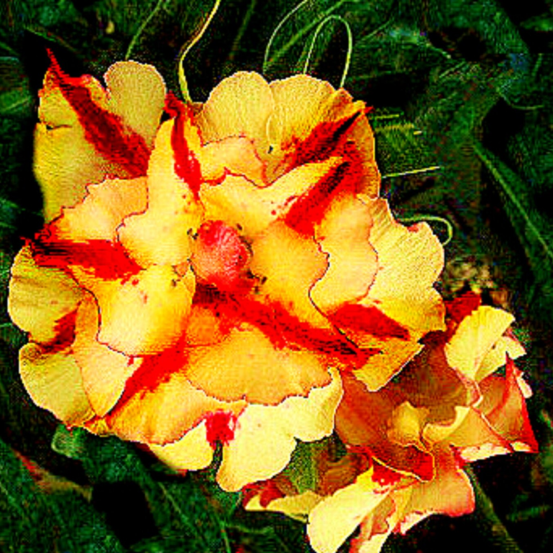 Adenium - GOLDEN COMPASS- 10 Flower Seeds