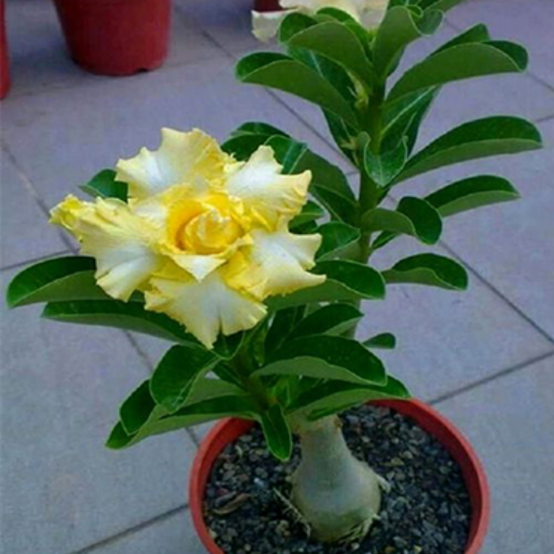Adenium - GOLDEN YELLOW- 10 Flower Seeds