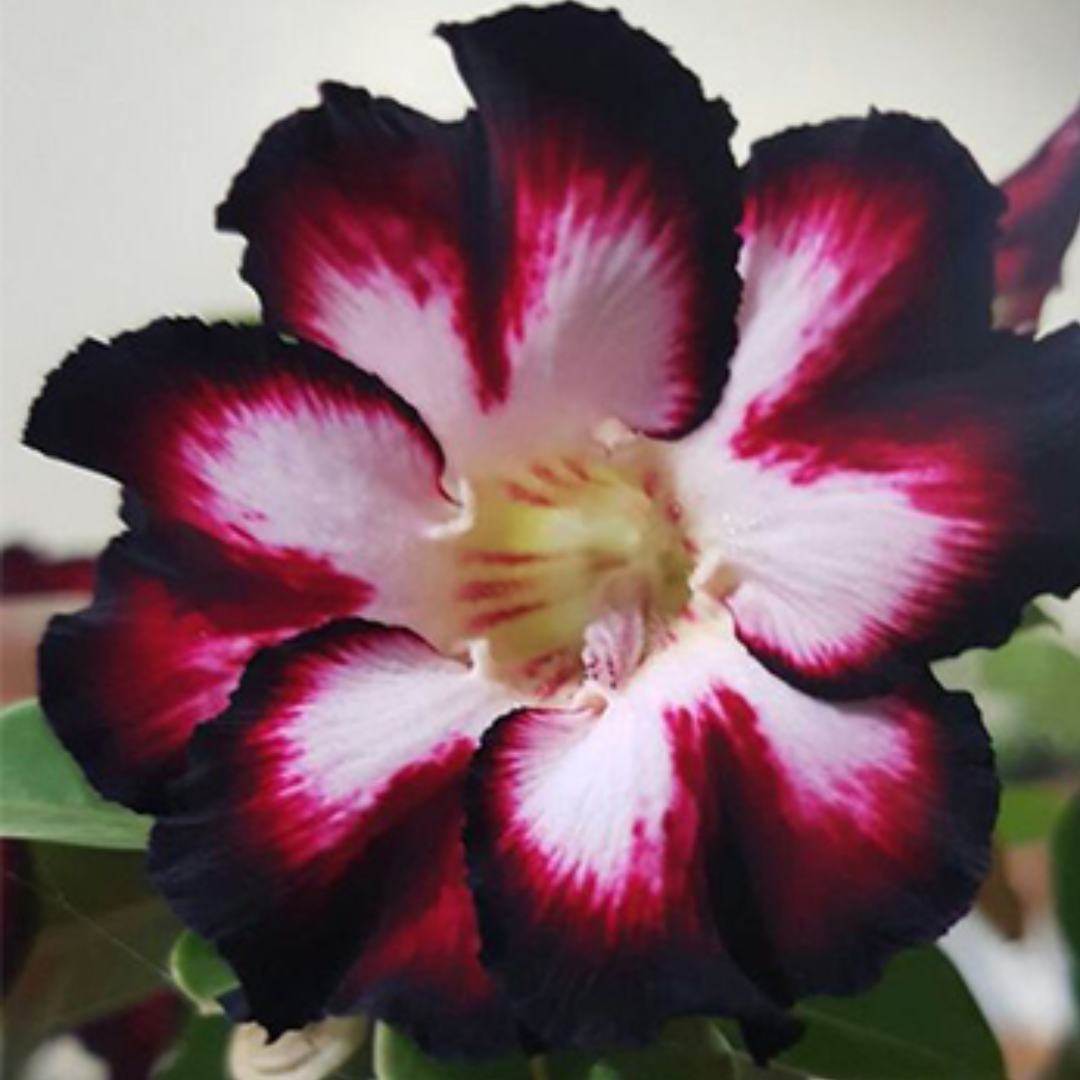Adenium - MYSTIC BEAUTY- 10 Flower Seeds