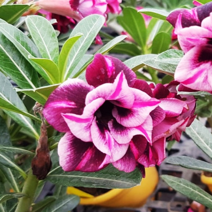 Adenium - PURPLE BLAST- 10 Flower Seeds