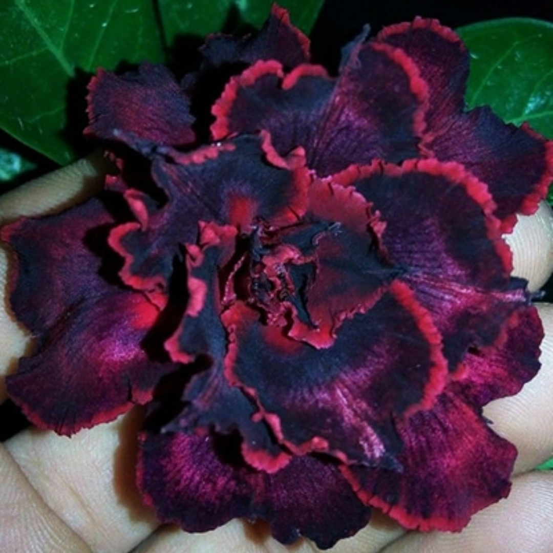Adenium - PURPLE FAIRY- 10 Flower Seeds
