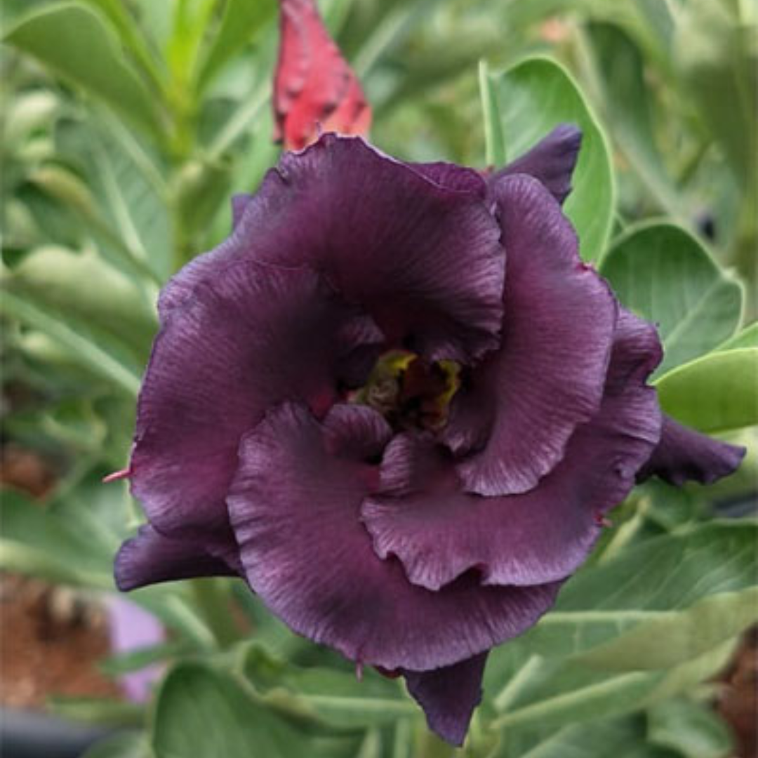 Adenium - PURPLE FALCON- 10 Flower Seeds
