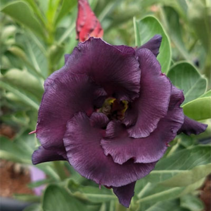 Adenium - PURPLE FALCON- 10 Flower Seeds