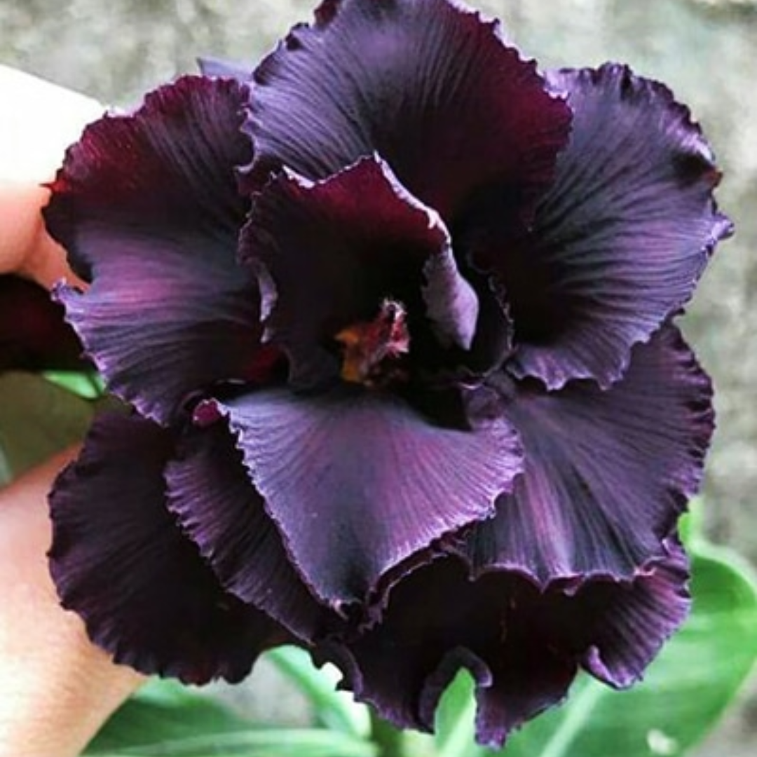 Adenium - PURPLE FEATHER- 10 Flower Seeds
