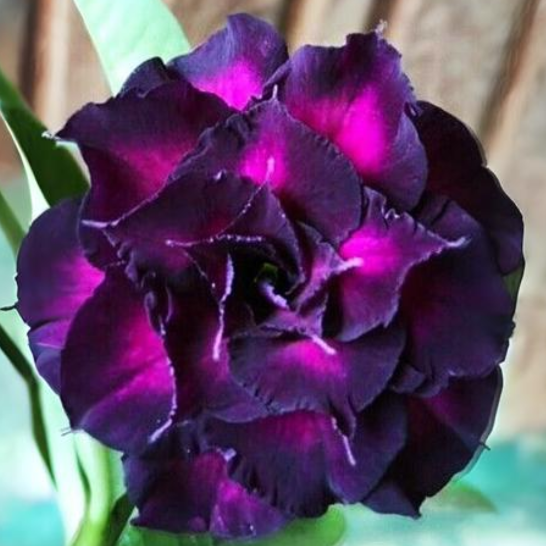 Adenium - PURPLE STAR- 10 Flower Seeds