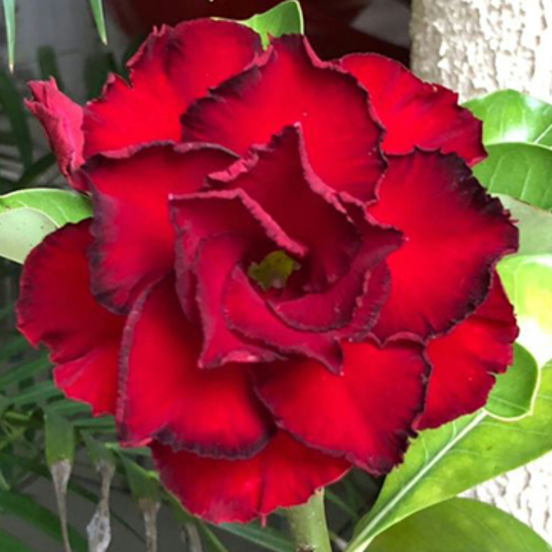 Adenium - RED ANGEL- 10 Flower Seeds